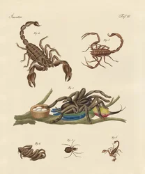 Insectos dañinos de países cálidos