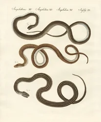 Serpiente inofensiva