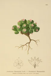 Jazmín de roca de Hausmann (Androsace Hausmannii)