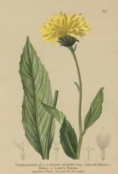 Crepis (Crepis bocconi, Crepis pontana, Crepis montana, Hieracium montanum, Soyeria montana)