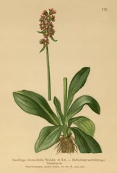 Saxífraga de hierba de halcón (Saxifraga hieraciifolia)