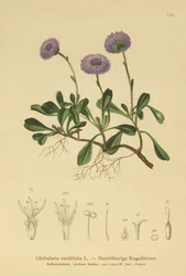 Margarita de globo de hoja de corazón (Globularia cordifolia)