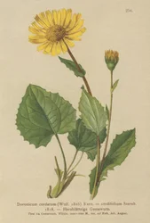 Matacabras de hoja de corazón (Doronicum cordatum, Doronicum cordifolium, Aronicum cordatum)