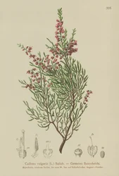 Brezo (Calluna vulgaris)