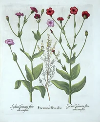 Brezo y dos tipos de Lychnis, de Hortus Eystettensis, por Basil Besler (1561-1629), pub. 1613
