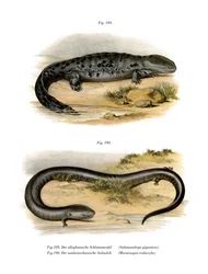 Hellbender