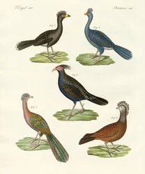 Aves similares a gallinas de países cálidos