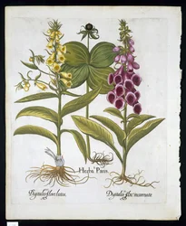 Hierba París (Solanum quadrifolium), Dedalera Común (Digitalis Purpurea) y Dedalera Amarilla Grande de Hortus Eystettensis por Basil Besler (1561-1629) publicado en 1613