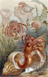 Cangrejos ermitaños, lámina de Brehms Tierleben: Allgemeine Kunde des Tierreichs, vol.10, p.38, publicado por Bibliographisches Institut, 1893