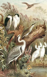 Garza, lámina de "Brehms Tierleben: Allgemeine Kunde des Tierreichs", vol.6, p.483, publicado por Bibliographisches Institut