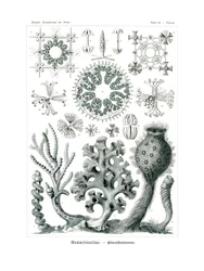 Hexactinellae, 1899-1904