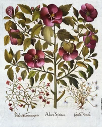 Hibiscus syriacus, Manzanilla Apestosa, de Hortus Eystettensis, por Basil Besler, pub. 1613