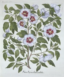 Hibiscus syriacus, de Hortus Eystettensis, por Basil Besler (1561-1629), pub. 1613