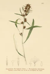 Hierba de cudweed de las tierras altas (Gnaphalium norvegicum)