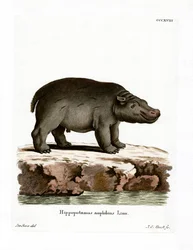 Hipopótamo
