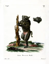 Babuino de Cara de Cerdo
