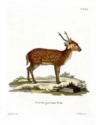 Ciervo porcino