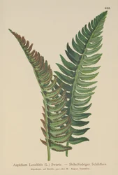 Aspidium Lonchitis, Polystichum lonchitis