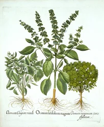 Albahaca sagrada y dos variedades más de albahaca, de "Hortus Eystettensis", por Basil Besler