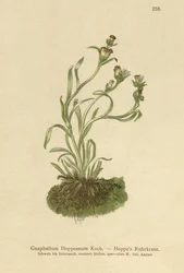 Hierba de cudweed de Hoppe (Gnaphalium Hoppeanum, Omalotheca hoppeana)