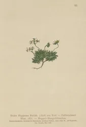Draba de Hoppe (Draba hoppeana, Draba zahlbruckneri)