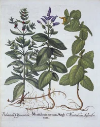 Menta de Caballo y Menta Verde, de Hortus Eystettensis, por Basil Besler (1561-1629), pub. 1613