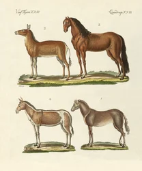 Caballos y burros