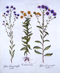 Hierba de Caballo, Hierba de Mantequilla y Margaritas Europeas de Michaelmas, de Hortus Eystettensis, por Basil Besler, pub. 1613