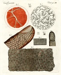 Piel y sangre humana