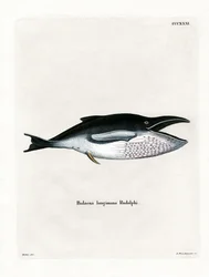 Ballena jorobada