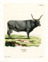 Ganado de la Estepa Húngara