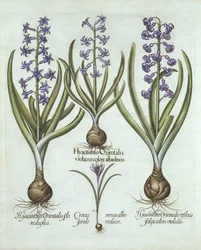 Jacintos y un Crocus de otoño, de Hortus Eystettensis, por Basil Besler (1561-1629), pub. 1613
