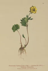 Ranúnculo híbrido (Ranunculus Pythora, Ranunculus hybridus)