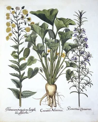 I Pepino Squirting, ii Hieracium umbellatum, iii Romero, de Hortus Eystettensis, por Basil Besler (1561-1629) pub. 1613