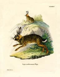 Liebre Ibérica