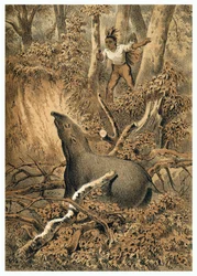 Ilustración, caza de tapires por indígenas en la selva amazónica. En "De Bootslieden der Amazon-River", Karl Muller, Países Bajos