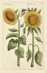 Ilustración de "Florilegium ... tractans de variis floribus et aliis indicis plantis as vivum delineatum in duabus partis et quatuor linguis concinnatum" de Emanuel Sweert, 1612-14
