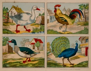Ilustración con un pato, un ganso, un pavo real y un gallo, Neuruppiner Bilderbogen