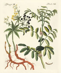Plantas tintóreas importantes