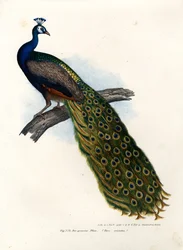 Pavo real azul indio, 1864