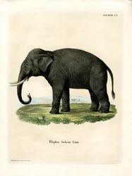 Elefante Indio