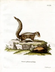 Ardilla de Palma India