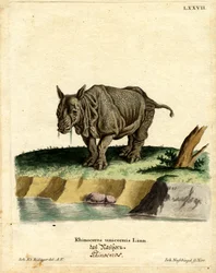 Rinoceronte Indio