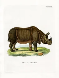 Rinoceronte Indio