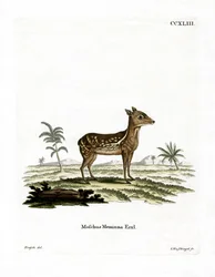 Chevrotain moteado indio