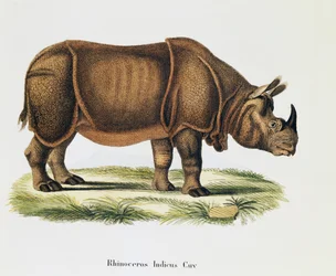 Rinocerontes indios (Rhinoceros indicus), de Mamíferos ilustrados de la Naturaleza con descripciones, por Johann Christian Daniel von Schreber (1739-1810), grabado y dibujo por A Fleischmann, volumen 6-7, tabla 317-D-D, Alemania