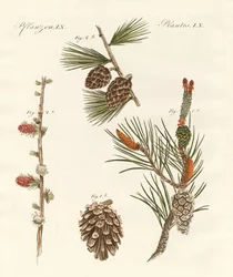 Bosques de coníferas indígenas