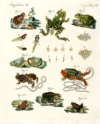 Ranas y sapos indígenas
