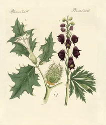 Plantas venenosas indígenas