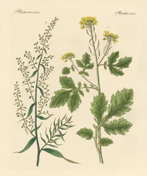 Plantas especias indígenas